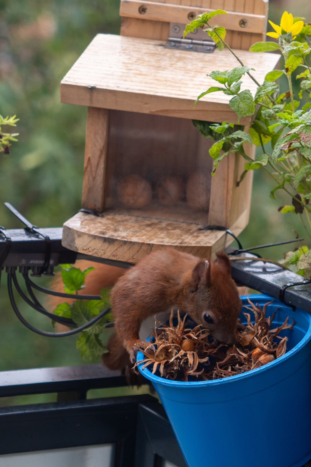 Mini beim Klettern auf dem Balkon.