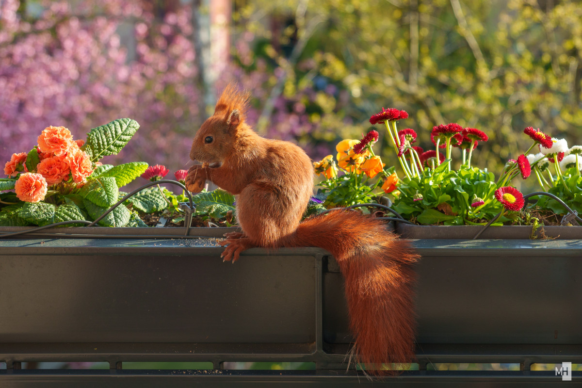 Ein rotes Eichhörnchen sitzt in einem Blumenkasten und frisst eine Walnuss.