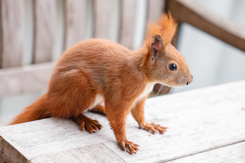 Eichhörnchen Lumi sitzt auf dem Balkontisch.