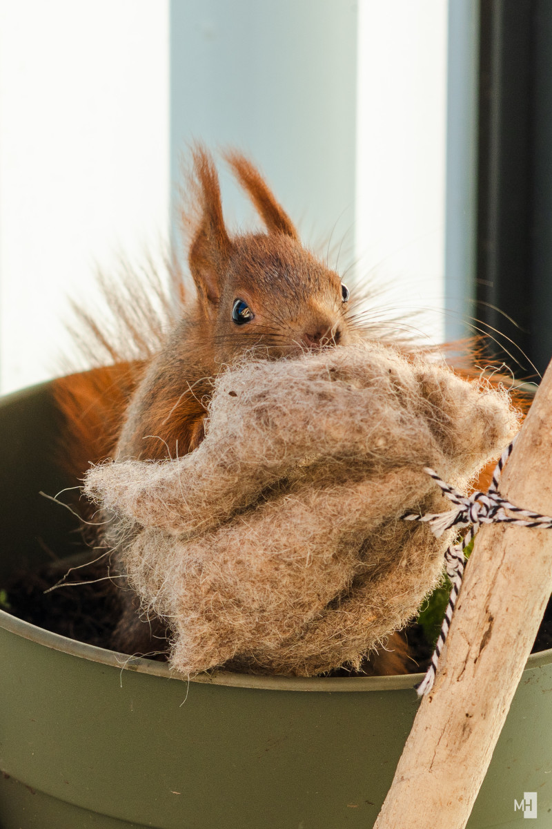 Ein rotes Eichhörnchen zerrt an einem Stück Filz