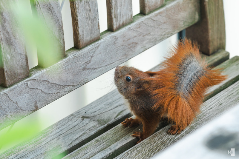 Ein rotes Eichhörnchen sitzt auf einer Holzbank