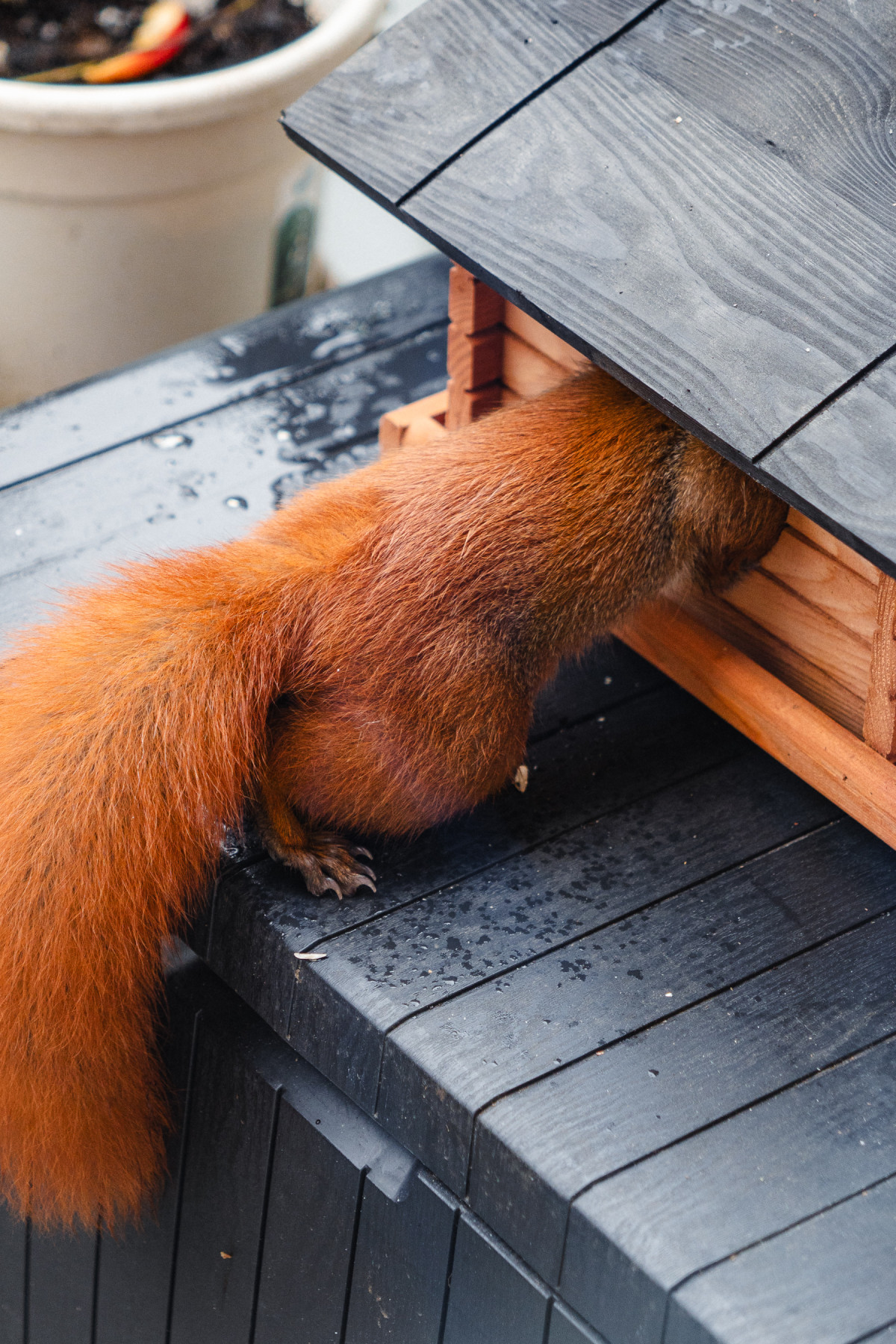 Ein rotes Eichhörnchen steckt bist über die Vorderpfoten in einem Futterhaus. Nur das Hinterteil schaut raus.