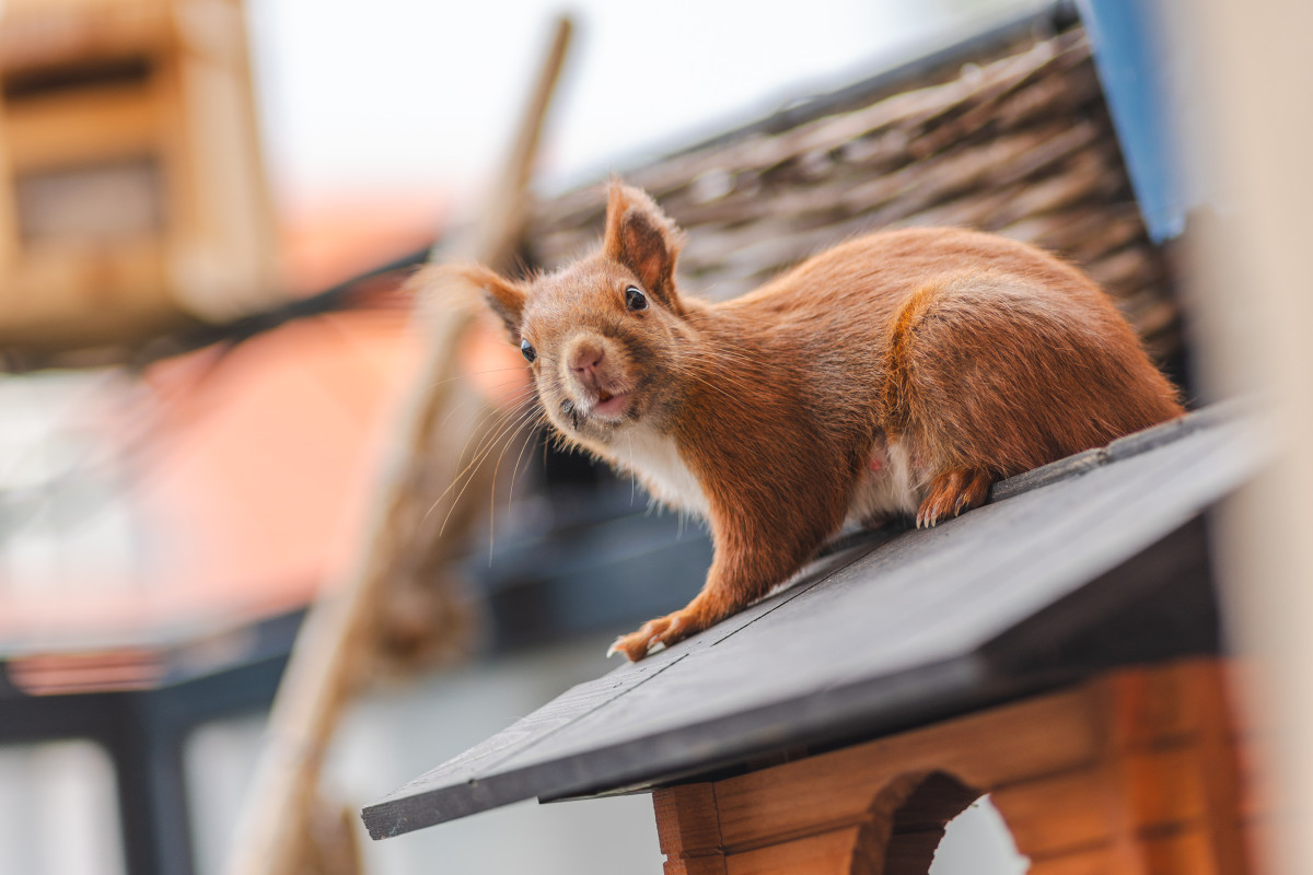 Lumi sitzt auf dem Dach eines Futterhauses und schaut mich an