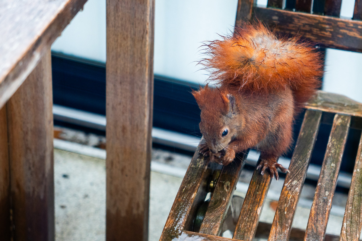 Ein rotes Eichhörnchen sitzt im Regen eingekuschelt mit nassem Fell auf einem nassen Holzstuhl.