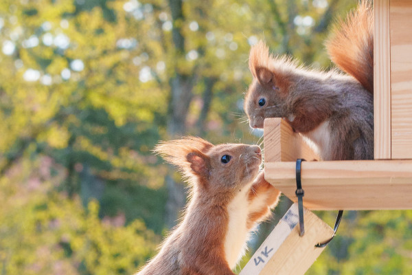 Die Hörnchen ziehen um