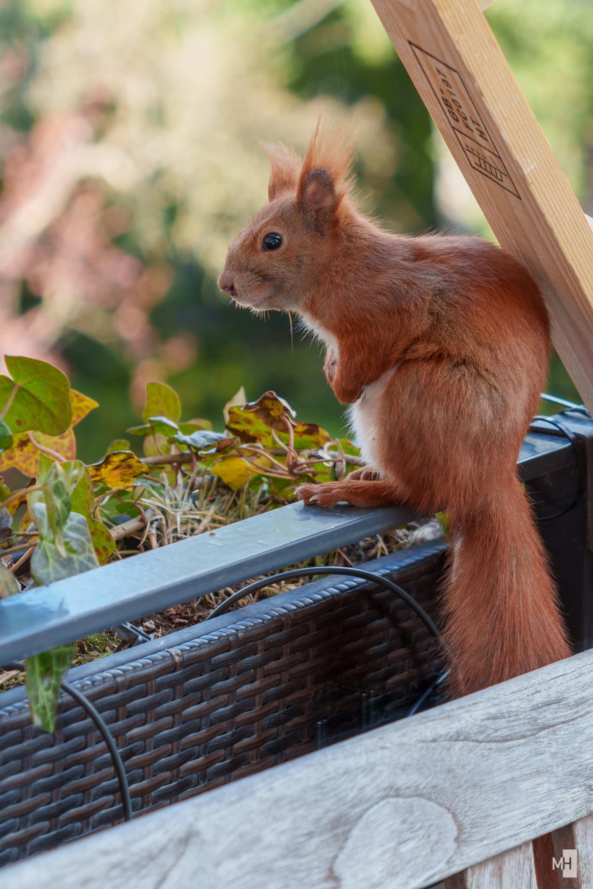 Lumi sitzt aufrecht auf der Balustrade und döst