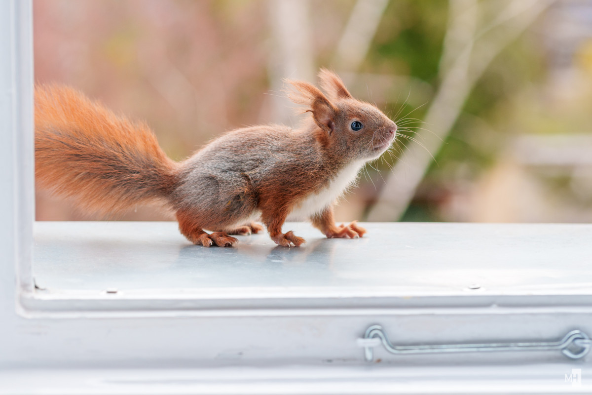 Ein Baby auf der Fensterbank