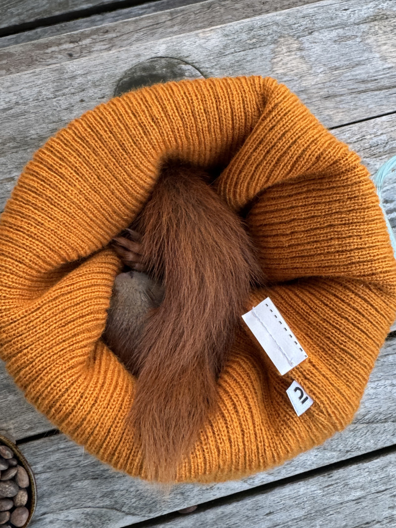 Ein kleines Eichhörnchen liegt zusammengerollt in einer Mütze.
