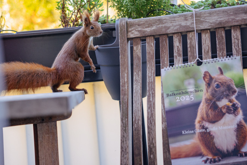 Eichhörnchen Mini steht auf dem Tisch und schaut in die Kamera, der Kalender hängt rechts am Stuhl.