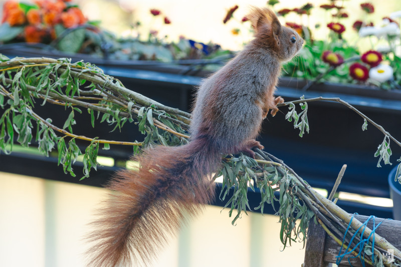 Ein rotes Eichhörnchen steht auf Zweigen und schaut in den Hof