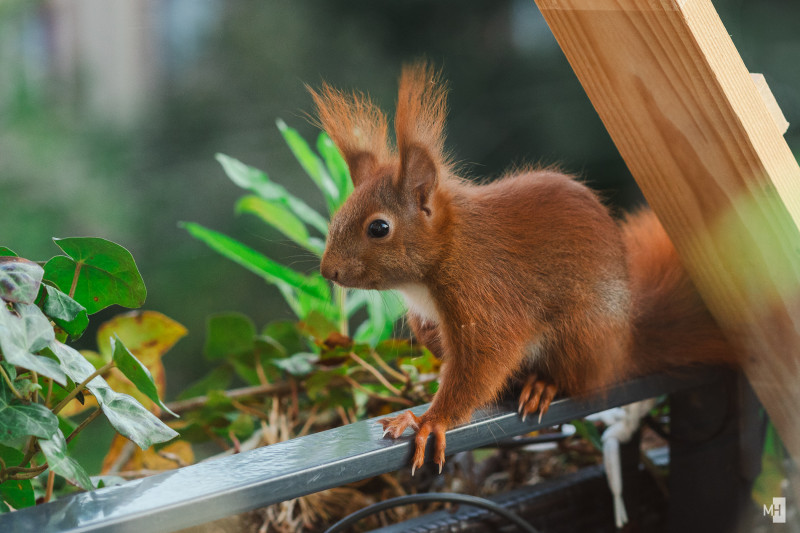 Ein rotes Eichhörnchen sitzt auf der Balkonbalustrade