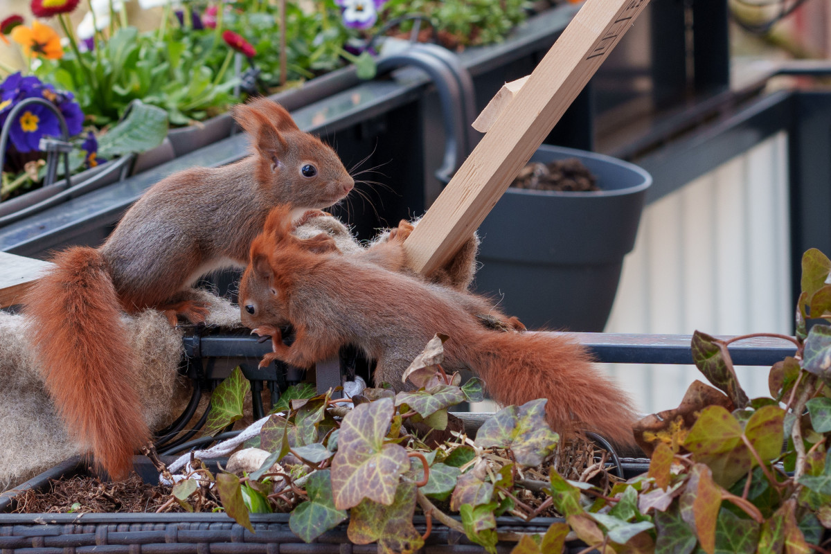 Zwei Mini Hörnchen klettern auf dem Balkon herum.