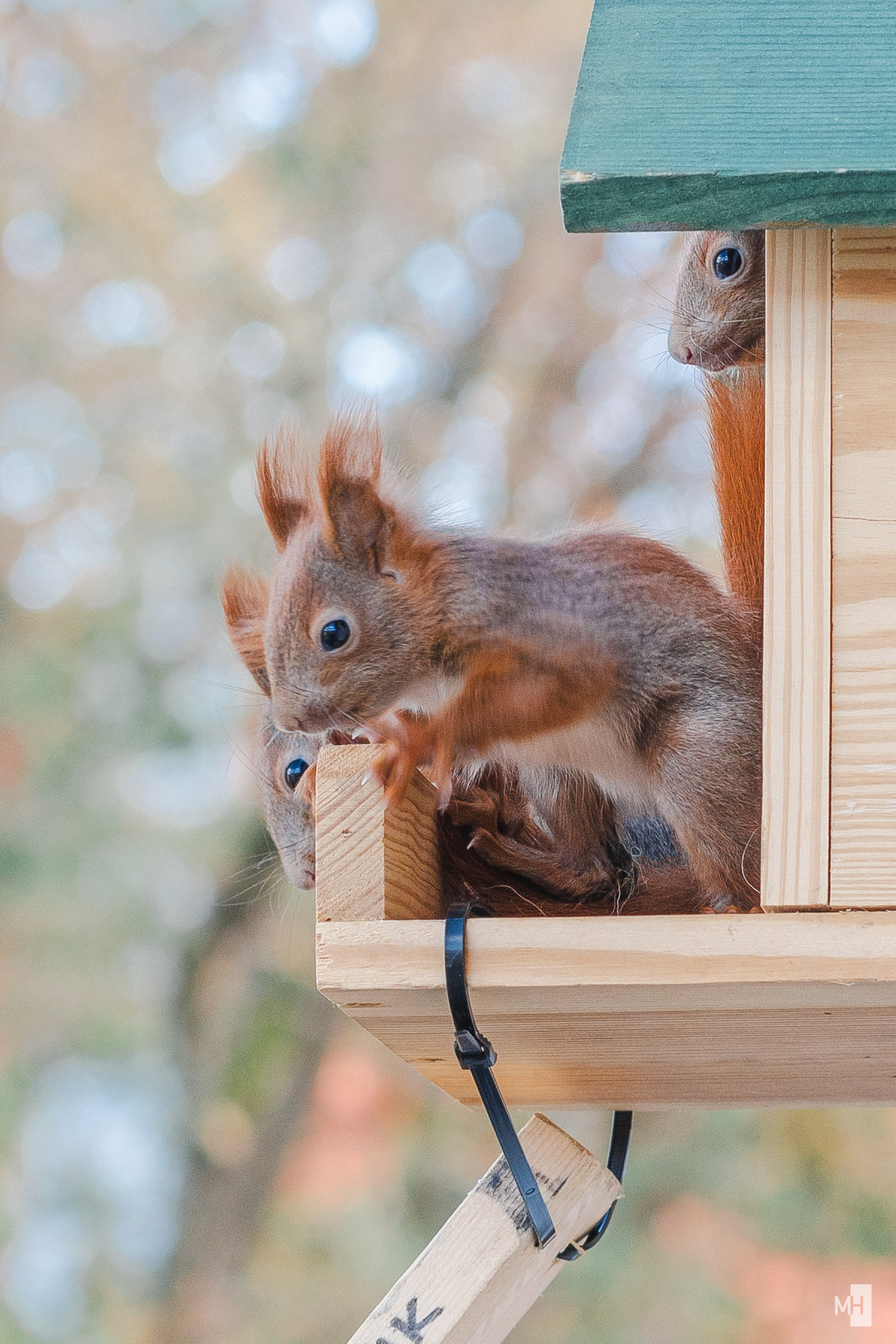Drei Eichhörnchen schauen aus ihrem Holzkobel. Im Vordergrund ist Charlie.