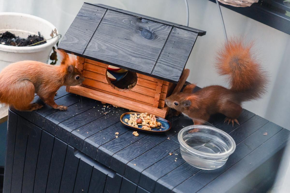 Zwei Eichhörnchen sitzen vor einem Futterhaus, einer Schale mit Nusskernen und einer Schale mit Wasser.