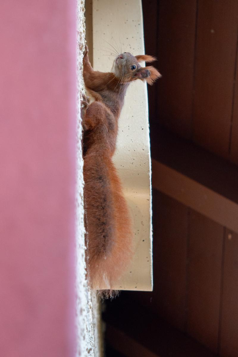 Eichhörnchen Lumi hängt senkrecht an der Hauswand.