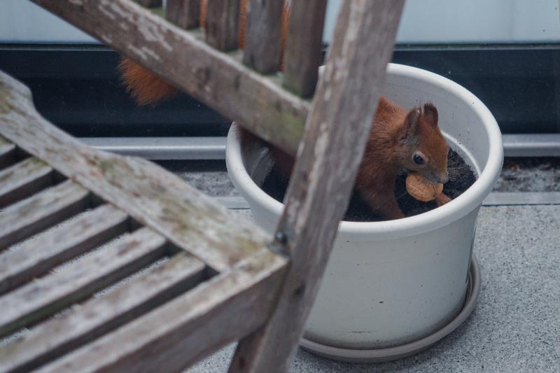 Eichhörnchen Mini buddelt eine Walnuss in einem Blumentopf ein