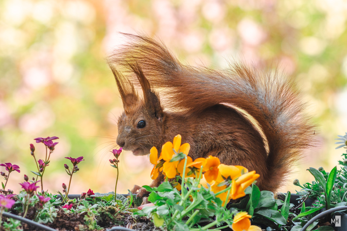 Ein rotes Eichhörnchen sitzt in einem Blumenkasten mit Margeriten und schaut neugierig in die Kamera.