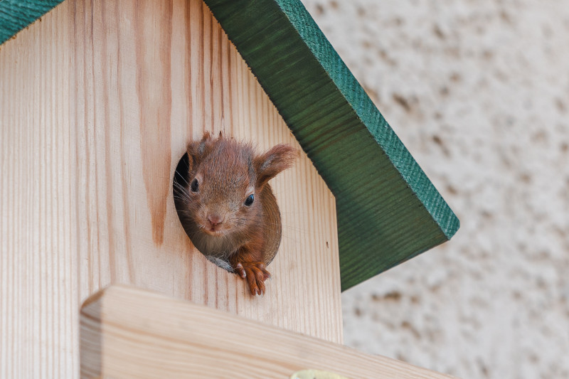 Ein Baby schaut aus dem Kobel.
