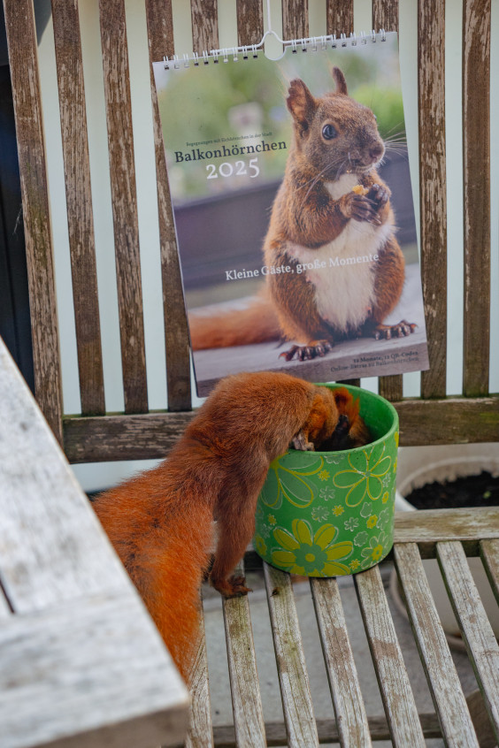 Der Kalender hängt an der Stuhllehne. Ein Eichhörnchen klettert davor in einen Blumentopf.
