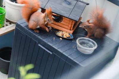 Zwei Eichhörnchen sitzen vor einem Futterhaus, einer Schale mit Nusskernen und einer Schale mit Wasser.