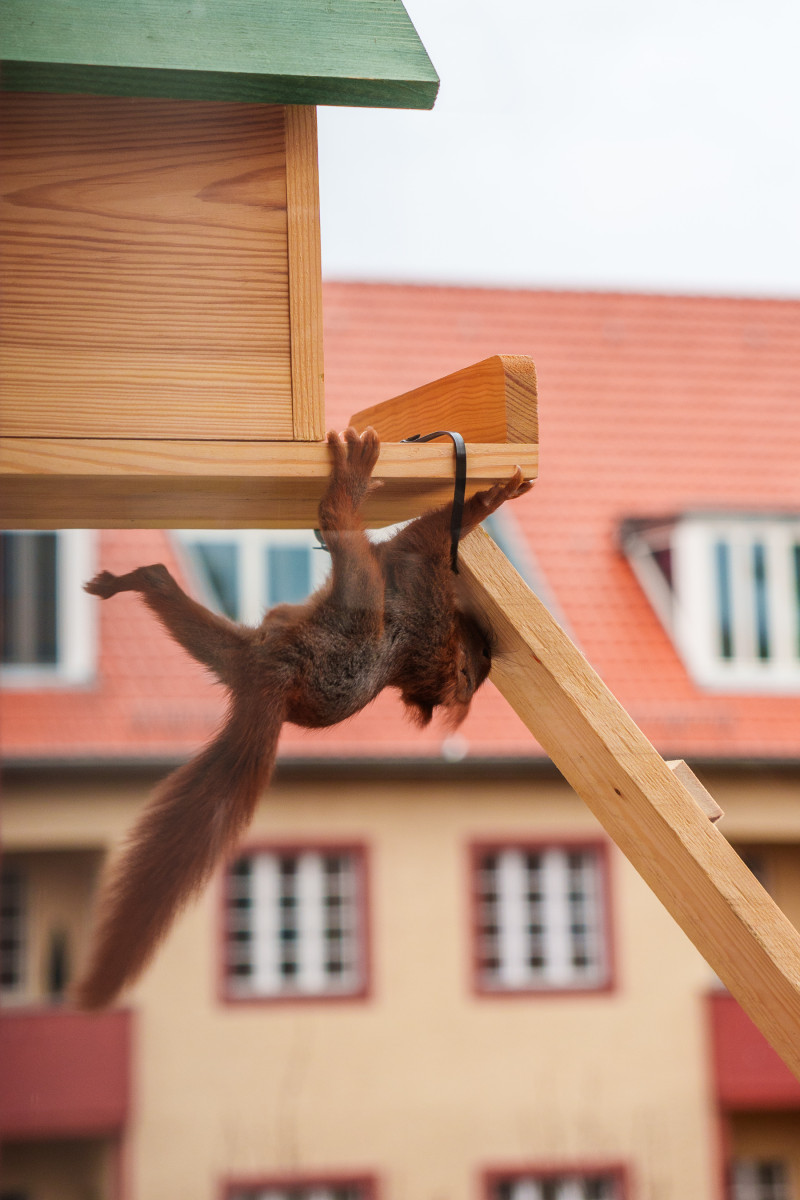 Ein Baby Hörnchen hängt unter dem Kobel und ist am Klettern.