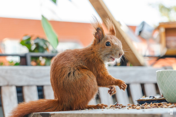 Eichhörnchen Vesper
