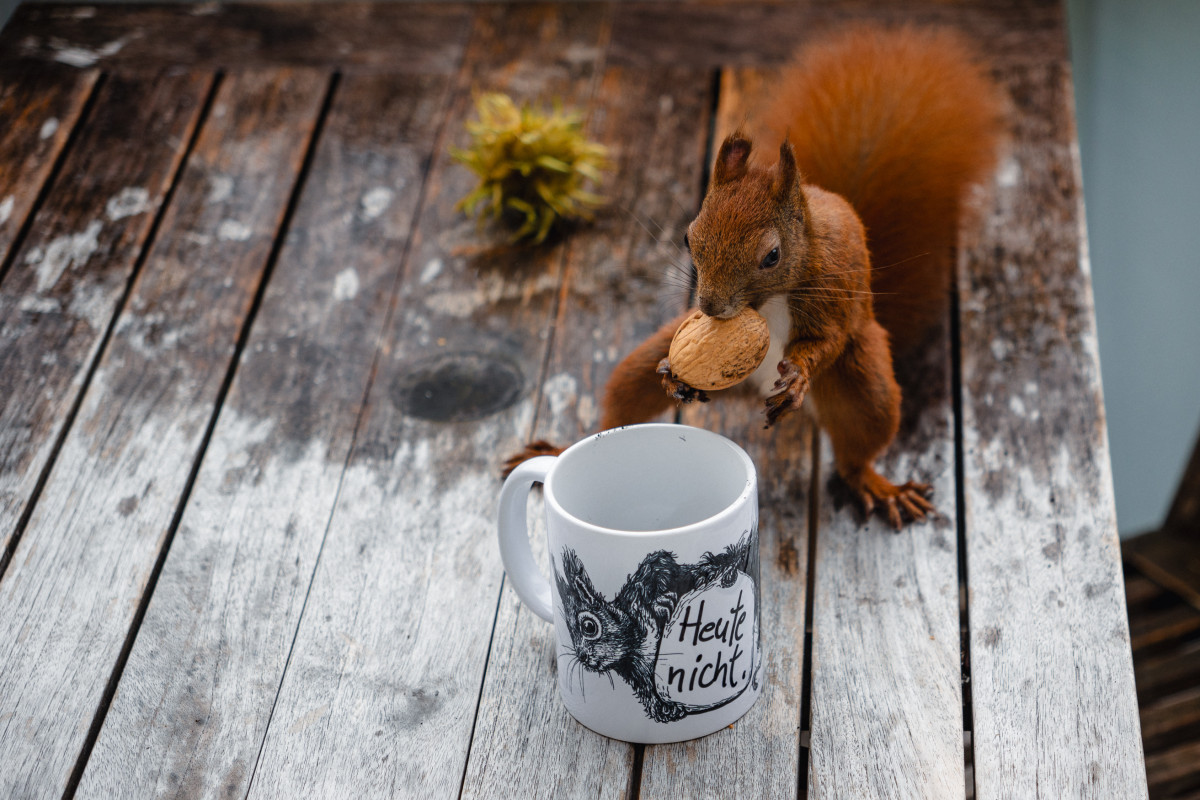 Eichhörnchen Mini steht auf dem Tisch und hält eine Walnuss in den Pfoten. Davor steht eine Tasse mit der Aufschrift Heute nicht.