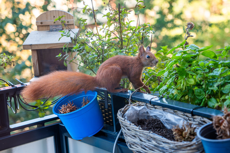 Eichhörnchen Mini sitzt auf der Balkonbalustrade
