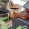 Chill Hörnchen
