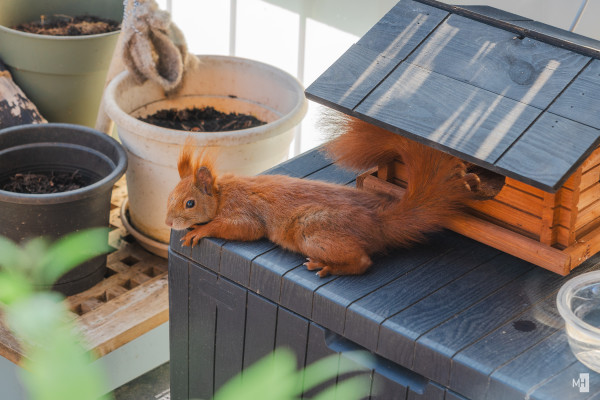 Chill Hörnchen