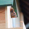 Wie wohnen Eichhörnchen eigentlich?