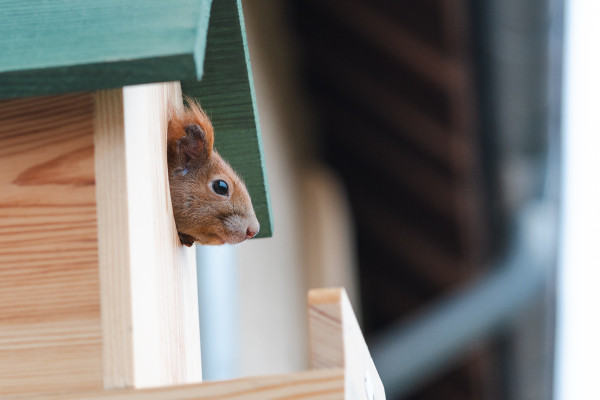 Wie wohnen Eichhörnchen eigentlich?