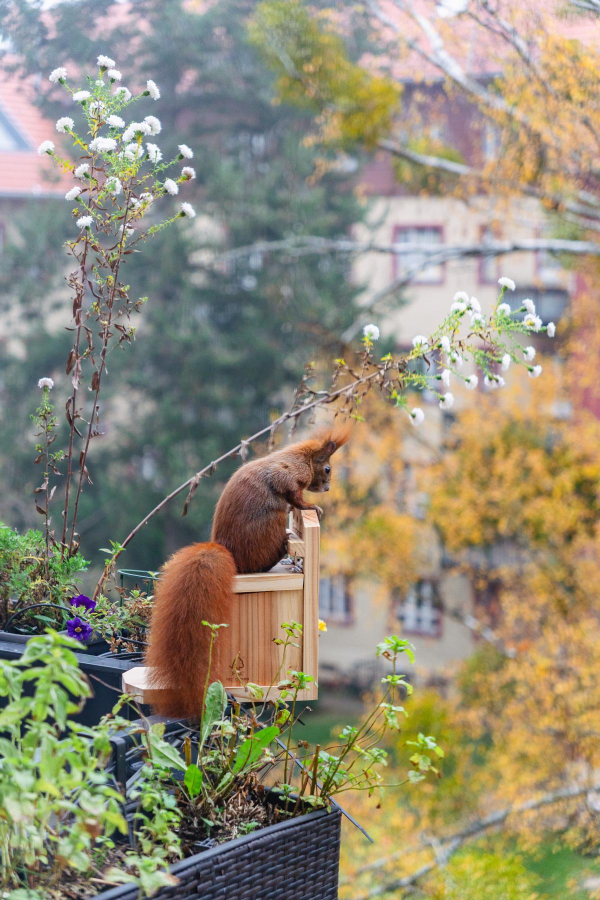 Ein Eichhörnchen sitzt auf einem Futterhaus umringt von Planzen und schaut hinab in den Hof.