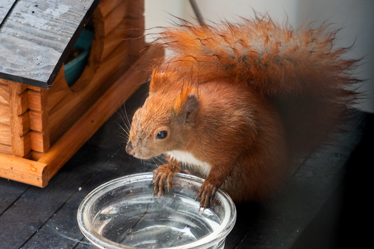Ein rotes Eichhörnchen steht vor einem Wassernapf. Es hat den nassen Schwanz über seinen Körper gelegt.