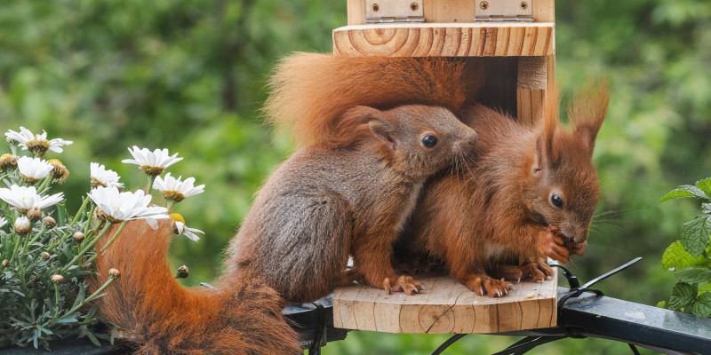 Zwei Eichhörnchen sitzen dicht beieinander auf einem kleinen Holzpodest vor einem Futterhaus, umgeben von zarten weißen Blüten. Das eine knabbert konzentriert an einer Nuss, während das andere neugierig daneben sitzt. Ihre buschigen Schwänze wirken wie flauschige Feuerbälle im sanften Grün des Hintergrunds. Ein stiller Moment voller Lebendigkeit und Naturverbundenheit.
