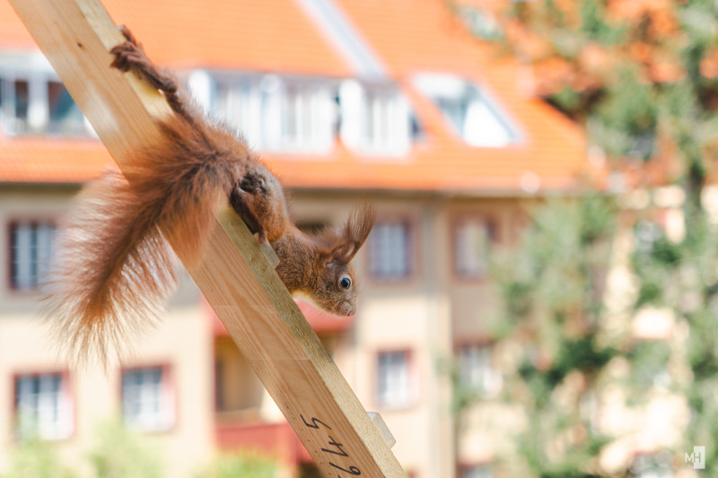Ein rotes Eichhörnchen klettert die Leiter herab