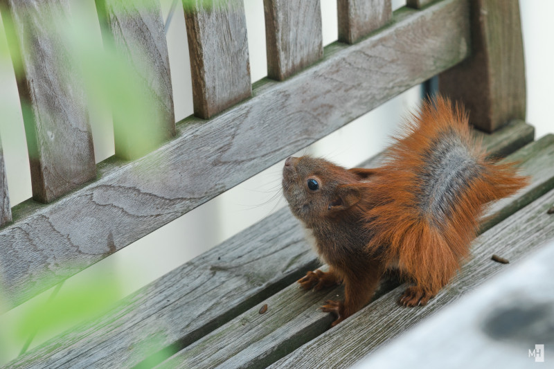 Ein Baby Eichhörnchen sitzt auf einer Bank und schaut.