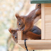 Eichhörnchen Babys erkunden ihre Welt