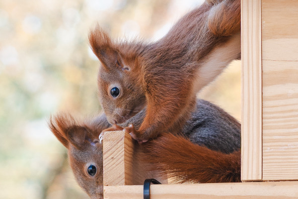 Eichhörnchen Babys erkunden ihre Welt