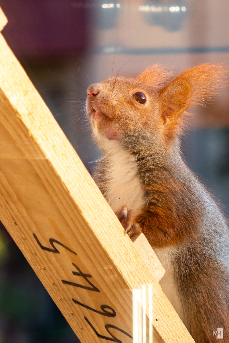 Ein rotes Eichhörnchen klettert die Leiter herauf