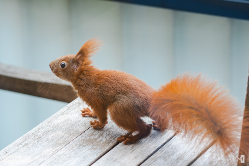 Ein Baby Eichhörnchen sitzt auf einem Tisch und schaut.