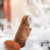 Eichhörnchen im Schnee