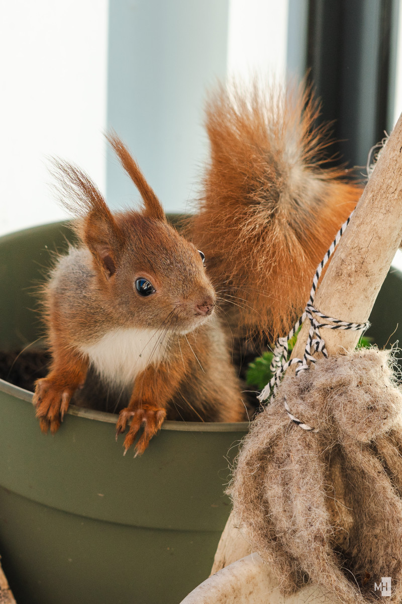 Ein rotes Eichhörnchen sitzt in einem Blumentopf