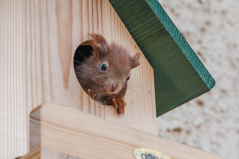 Ein Baby schaut aus dem Kobel.