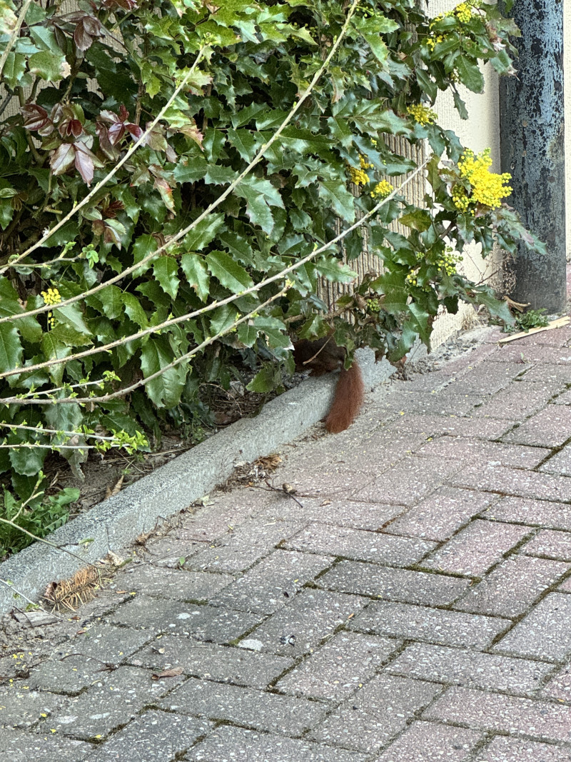 Der Schwanz eines kleinen Eichhörnchens schaut unter einer Hecke hervor.