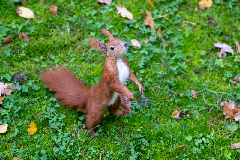 Eich Eichhörnchen steht aufrecht auf einer Wiese.