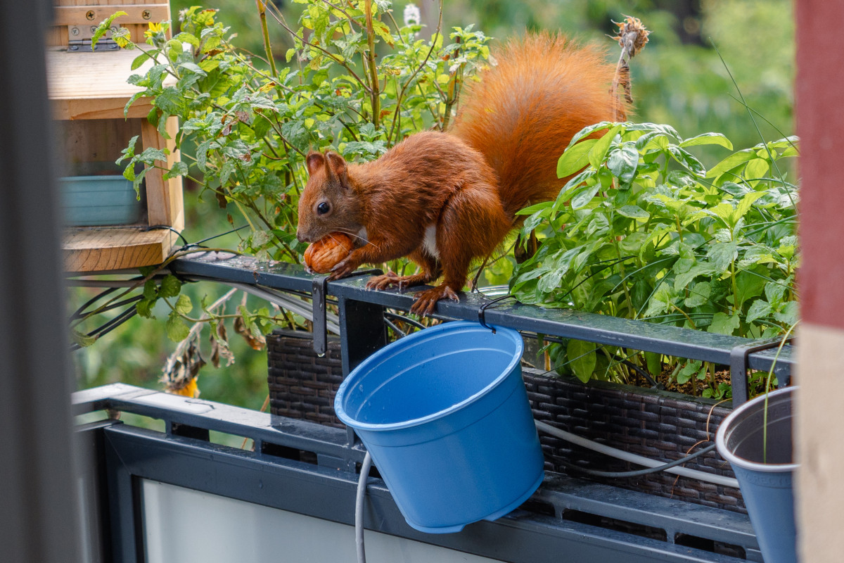 Eichhörnchen Mini sitzt mit einer Walnuss im Maul auf der Balkonbalustrade.
