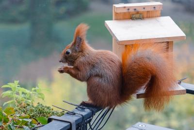 Ein Eichhörnchen sitzt fressend vor einem Futterhaus.