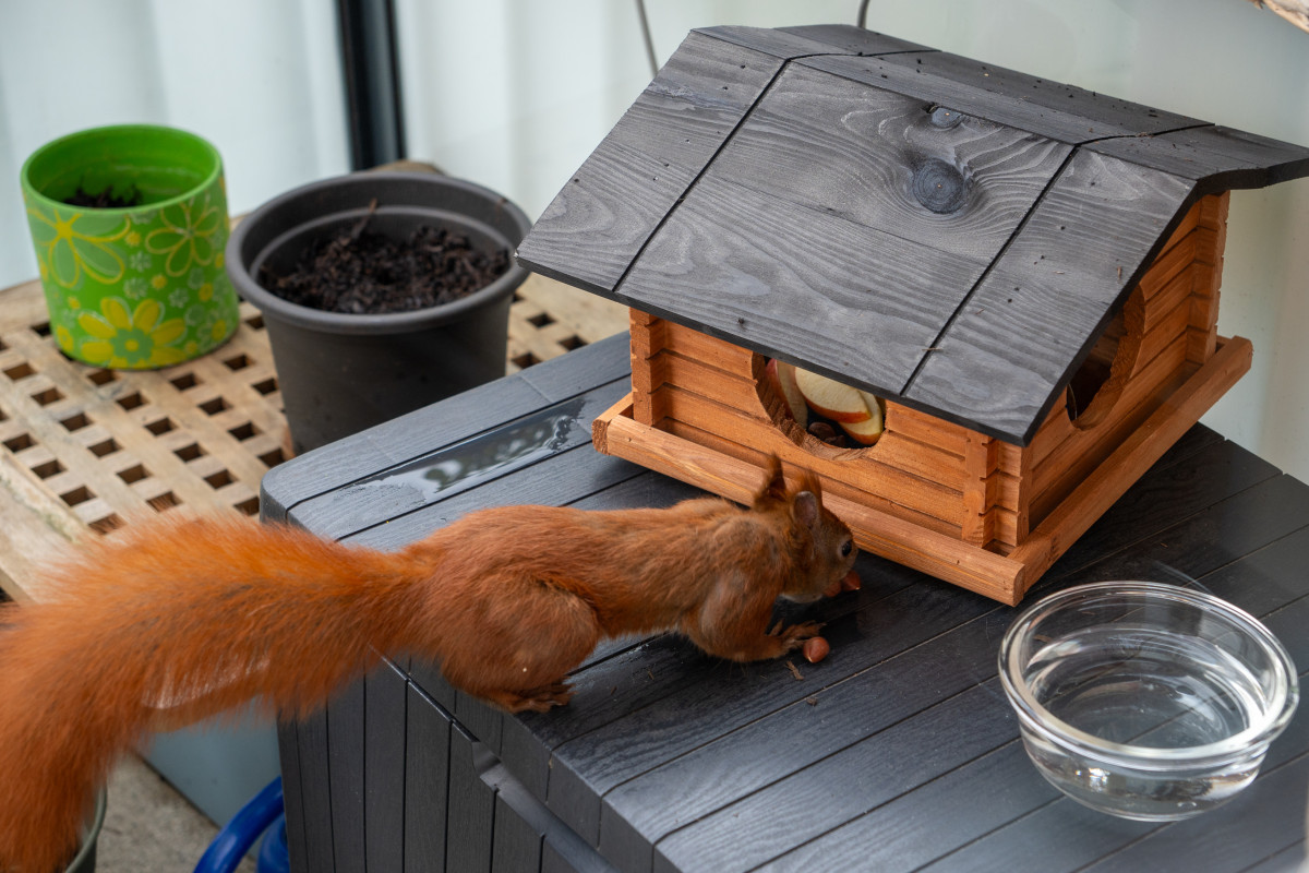 Eichhörnchen Mini schnuppert an Nüssen, die vor dem neuen Haus liegen.