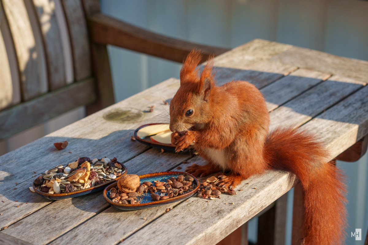 Ein rotes Eichhörnchen sitzt auf einem Tisch und frisst Nüsse